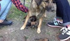 狗崽队爆料王卓视频全集,王卓视频全集深度解析