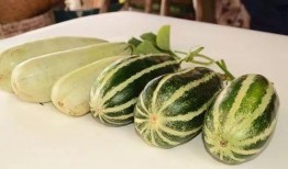 网红吃的小瓜是什么,究竟有何魅力？